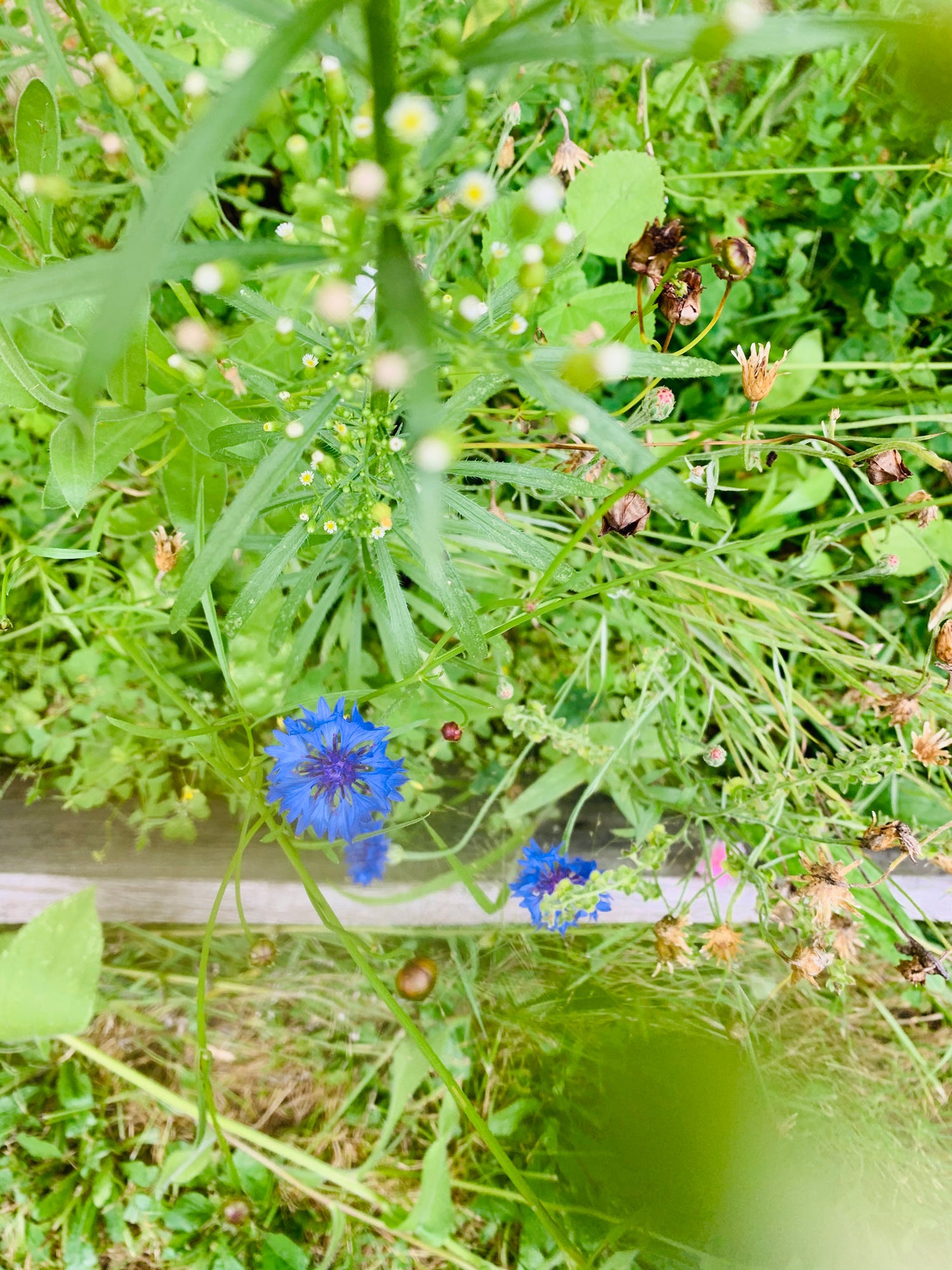 Fleurs - Nature - Fashion - Mode - BAAM