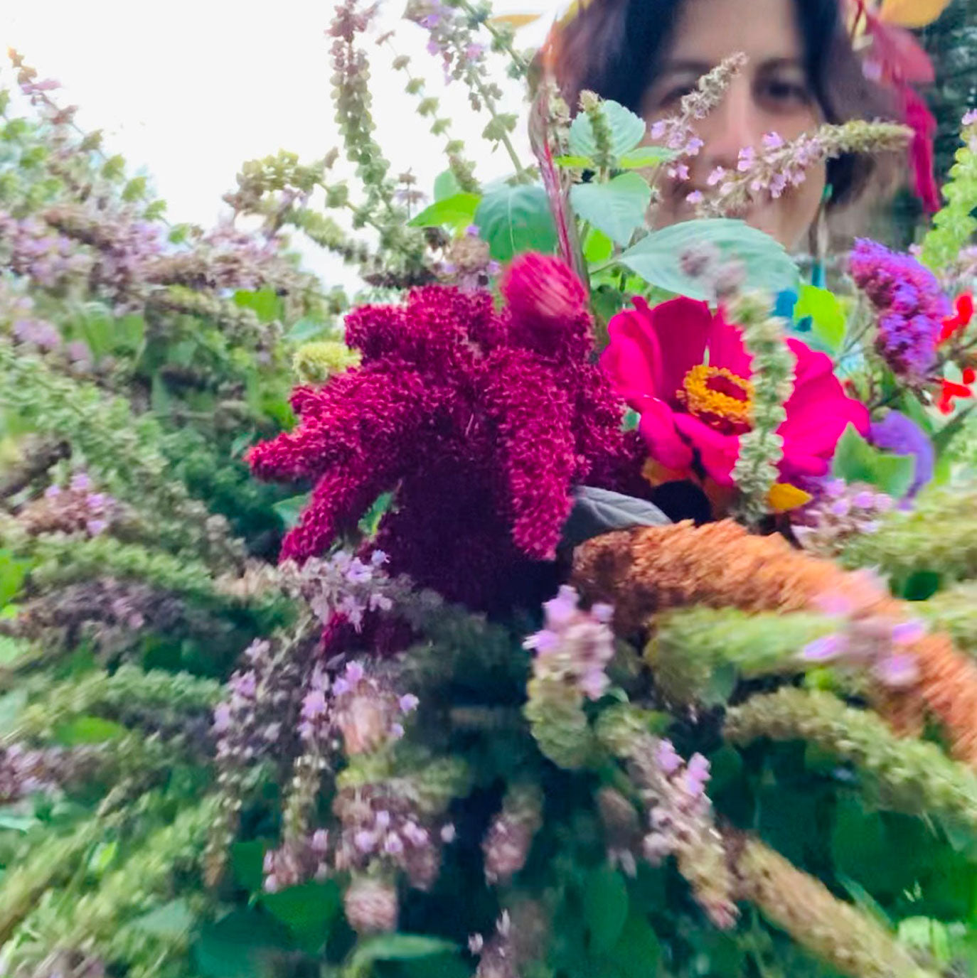 La récolte des chandails - Jardin Equinox - Lennoxville